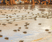 Evento de Soltura de Quelônios 2026 – Devolvendo vidas, semeando esperança!